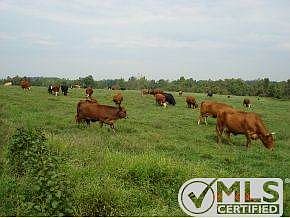 Prime Pasture Land