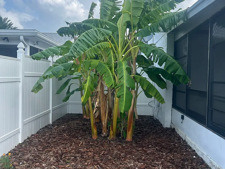banana trees next to outside screened patio