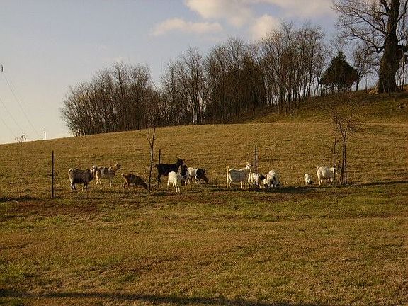 Bring the Farm Animals!