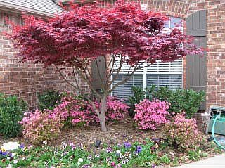 beautiful landscaped front yard