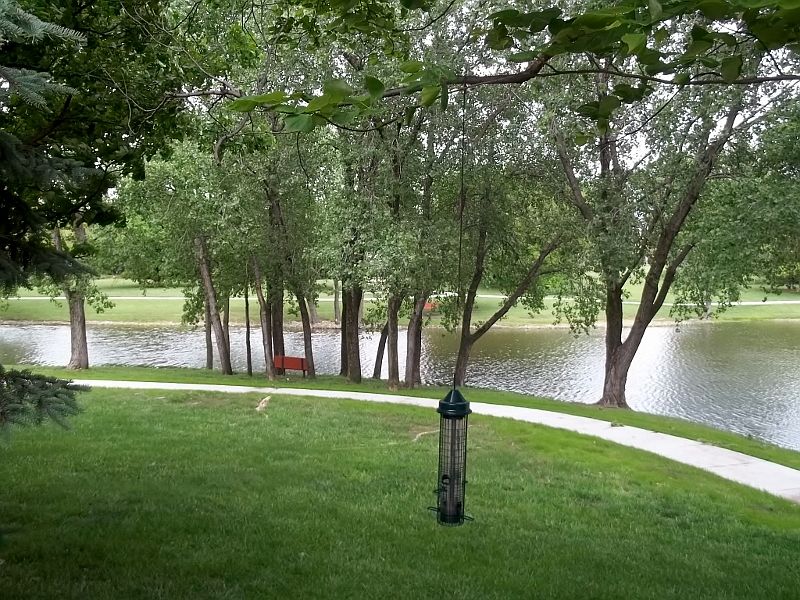 Lake and trees