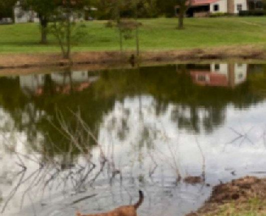 5th image of 4243 Beech Log Rd