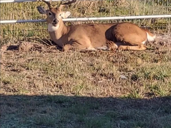 794 W Antelope Rd #1, Windthorst, TX 76389