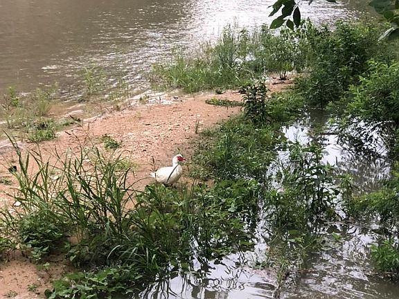 2nd image of 205 River Rd