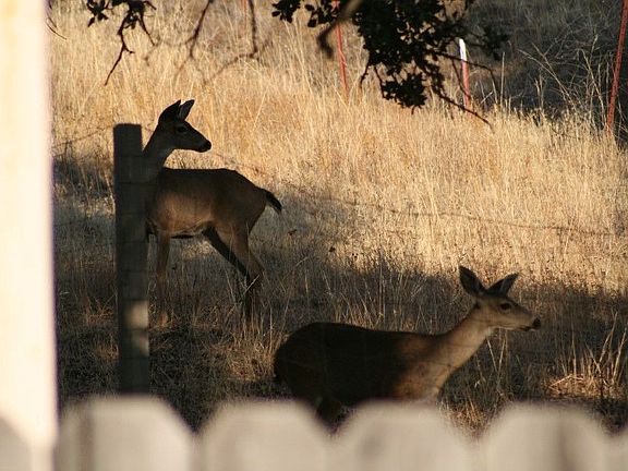 A daily visit from the Deer
