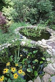 Goldfish Pond