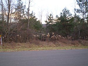 1st image of 160 Scotch Pine Ln
