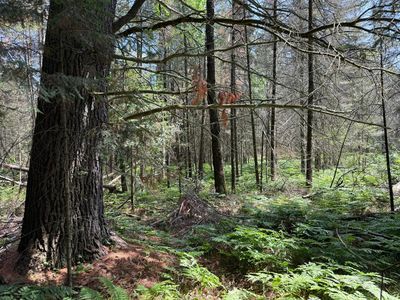 3280 Murmuring Pines Trl, Rhinelander, WI, 54501