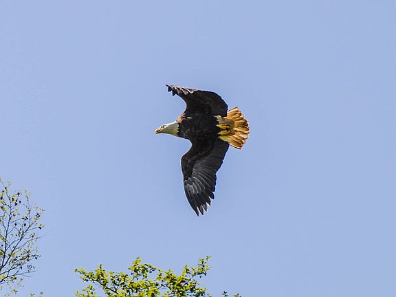 Eagle flying over the yard