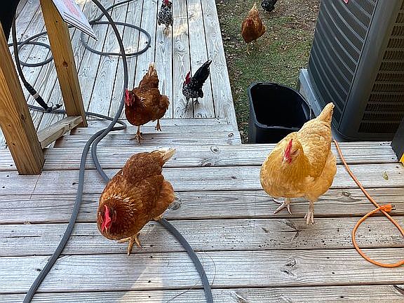 Room for chickens!