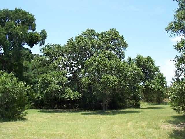 nice oaks