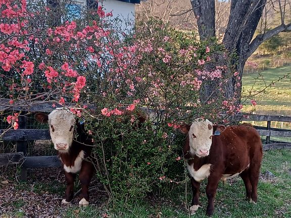 These two handsome young bulls are enjoying the flowering quince bushes just outside the cottage fence! Kitchen windows can be seen behind the bush