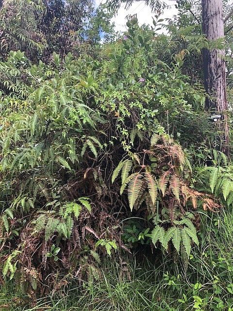 1st image of Maui St Lot 11