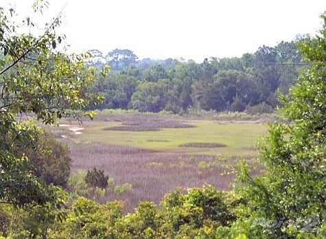 marsh view
