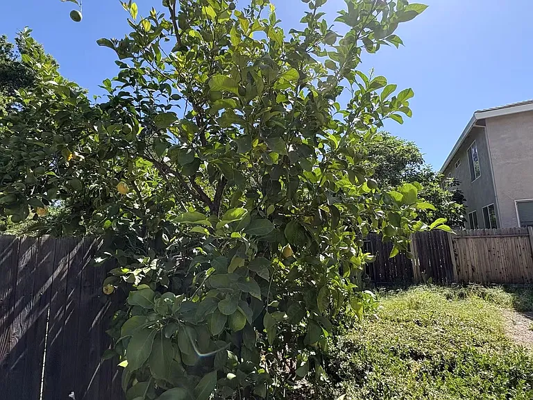 11557 Marissa Way — Photo 26