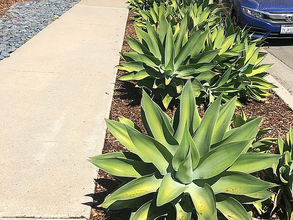 Sidewalk Aloe Vere