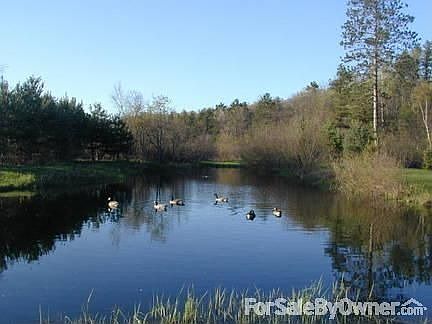 Pond : Wildlife abounds