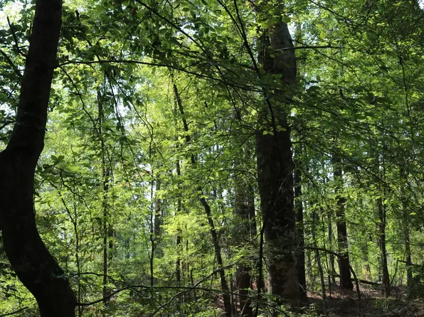 Farm To Market Rd #83, Pineland, TX 75968