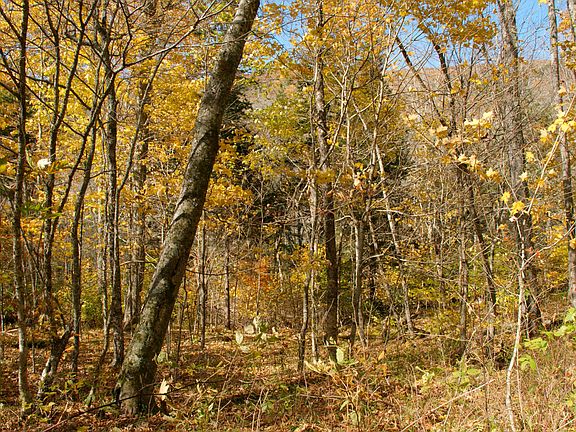 5th image of Pless Underwood Rd And Yonah Dr Lot 28