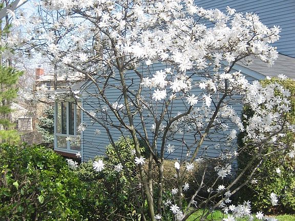  Star Magnolia -FrontYard