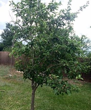 Several fruit & nut trees. This one is already fruiting!