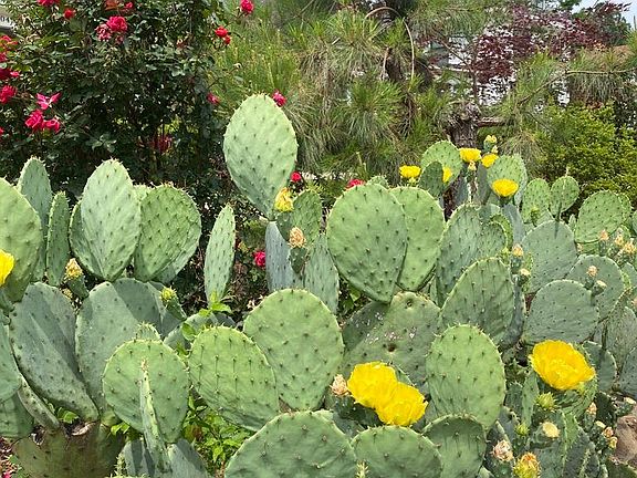 enjoy the gorgeous blooms and harvest prickly pear and nopales