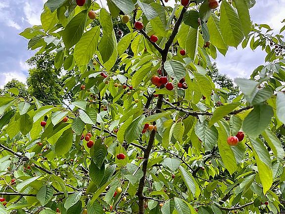 Cherries close up