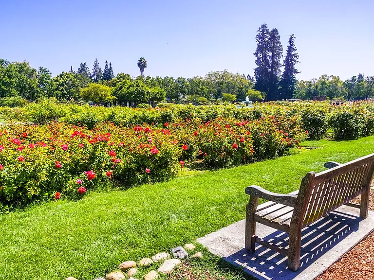 Breathe in beauty at the iconic Rose Garden, one of San Jose's most peaceful escapes
