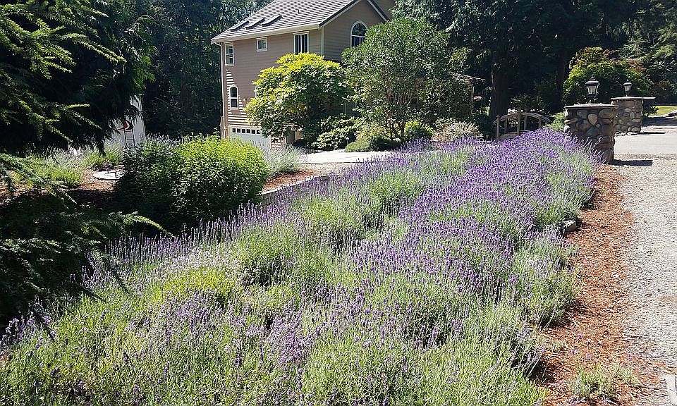 Home Amidst Lavender Field 