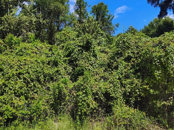  NE 386th Ave, Old Town, FL 32680