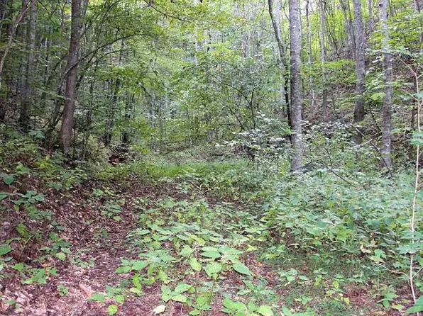 Shady Springs Way, Cosby, TN 37722