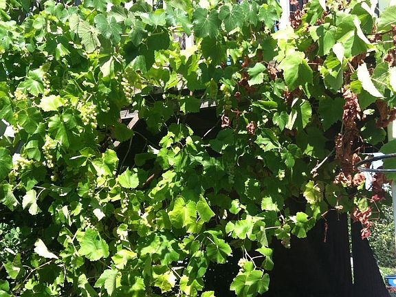 Grape vines