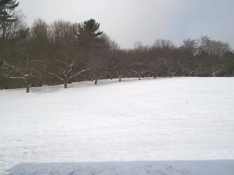 Early Winter Backyard Landscape
