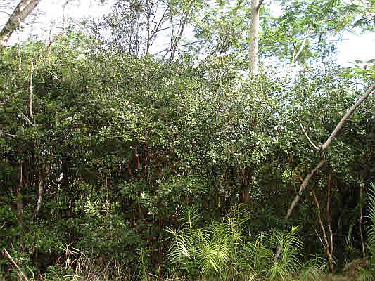 1st image of 11th Ave Lot 1499