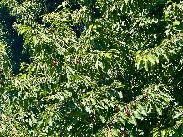 Cherry Tree