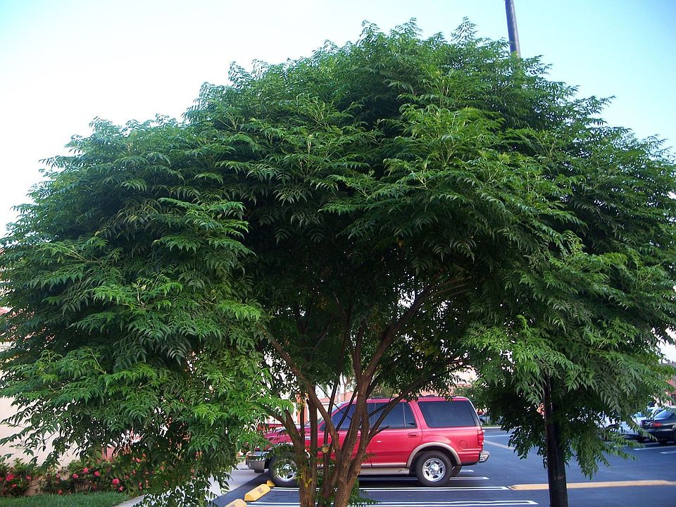 Beautiful Tree In Front Of Home