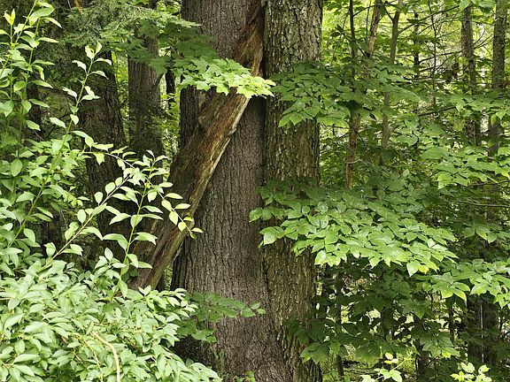 3rd image of 00 Beaver Lane