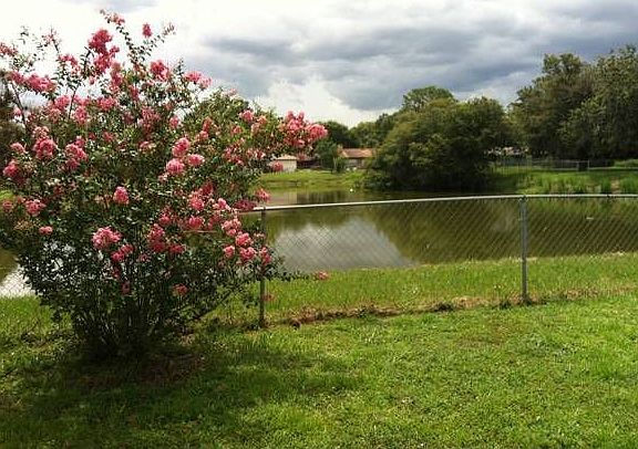 Back Yard View