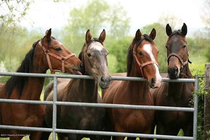 Horses Welcome