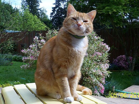 backyard kitty