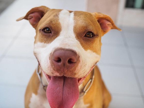 Pet friendly community with no breed or weight restrictions