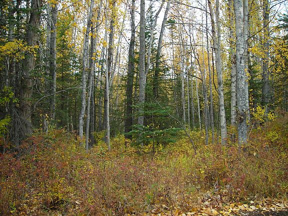 5th image of 20660 N Glenn Hwy