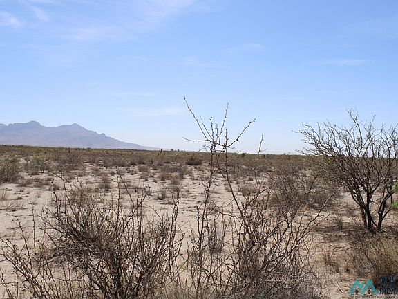 2nd image of Copa De Oro Lot 44