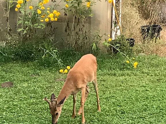 neighborhood friends
