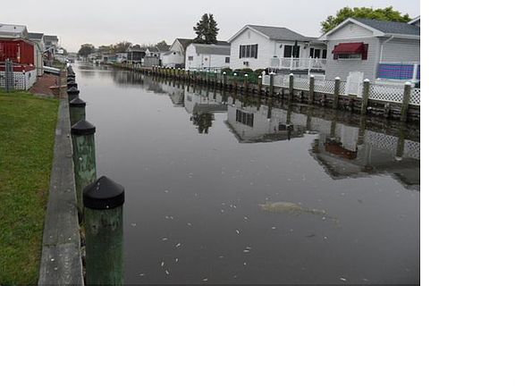 5th image of 36934 Mallard Dr