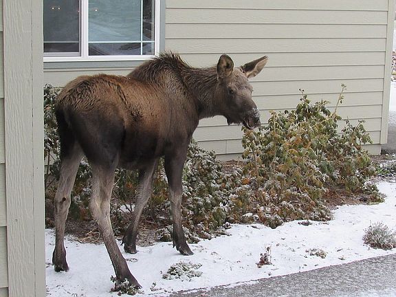Friendly neighbors