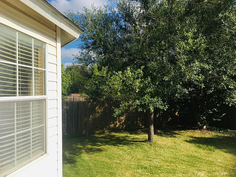 One pretty tree in the backyard.
