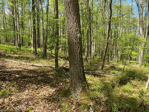 3rd image of 0 Sylvan Grove Rd