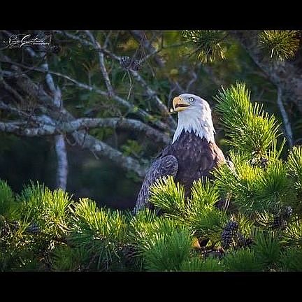 American Bald Eagle in the c
