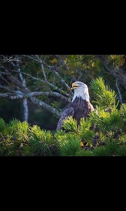 American Bald Eagle in the c